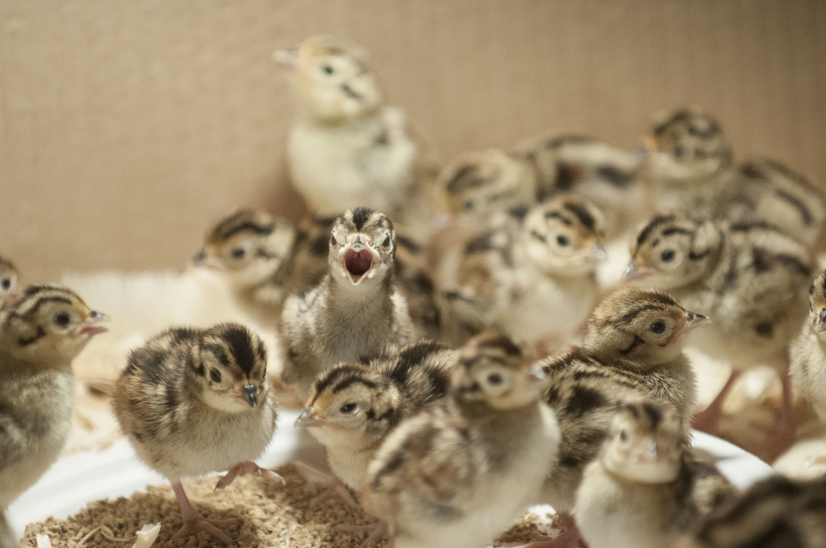 Photo: Raising Pheasants at the Hunting Club in Wisconsin